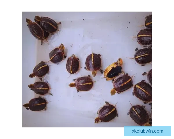 世界杯竞猜热门平台推荐与最佳策略解析全方位指南